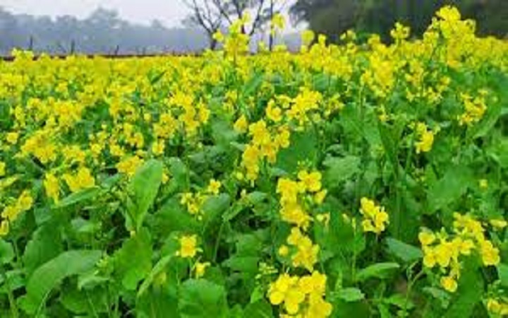 সরিষা শাকের উপকারিতা